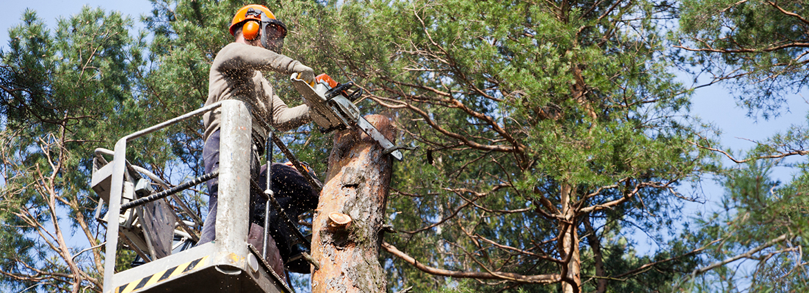 7 Benefits of Hiring an Arborist for Tree Pruning & Trimming