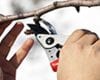 Winter Is The Right Time for Tree Pruning