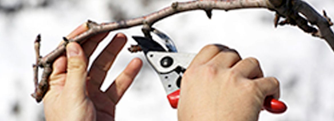 Winter Is The Right Time for Tree Pruning