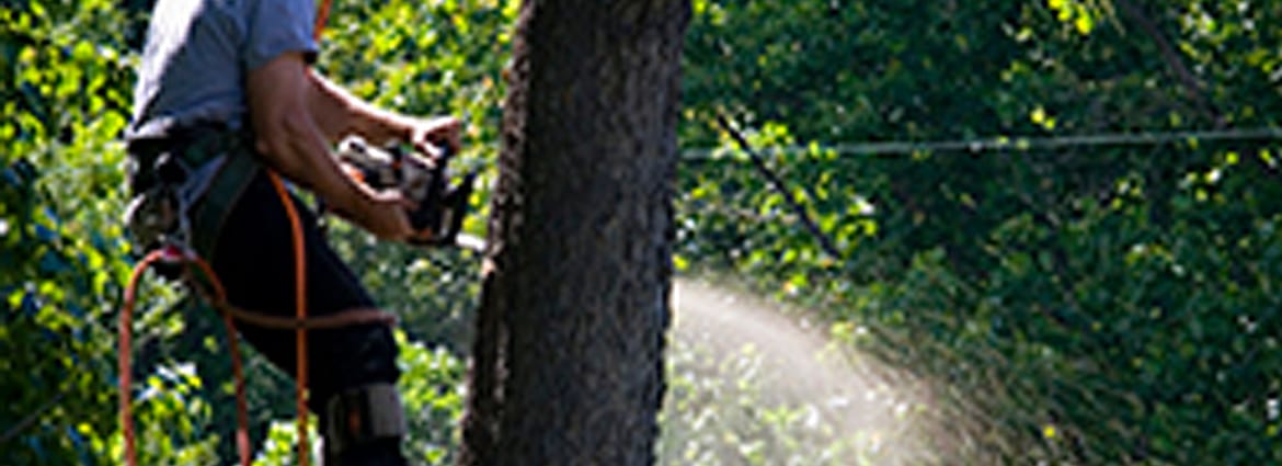 Stump Grinding Burnaby