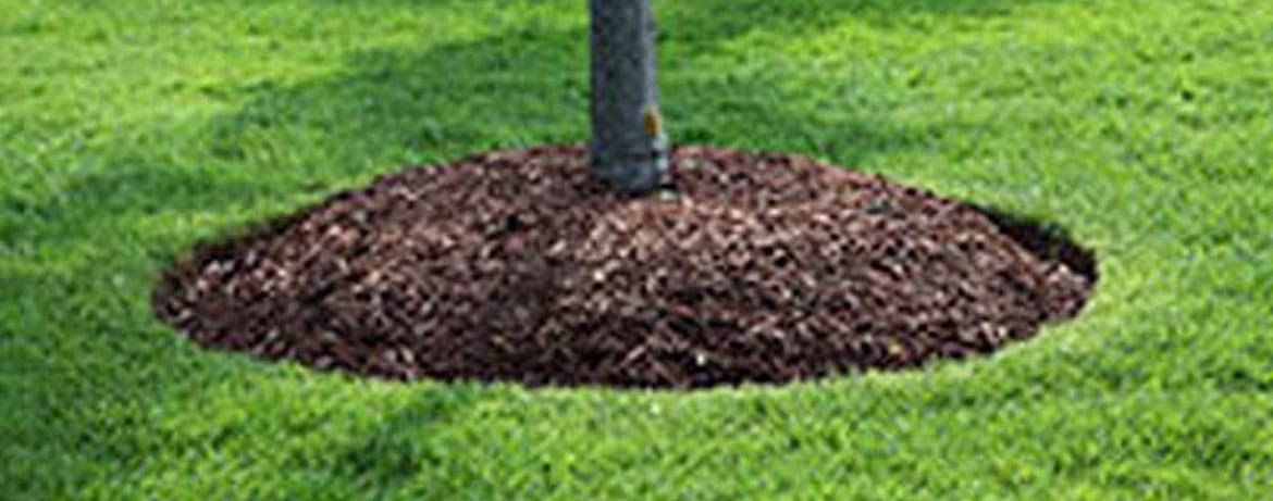 Tree Planting Services