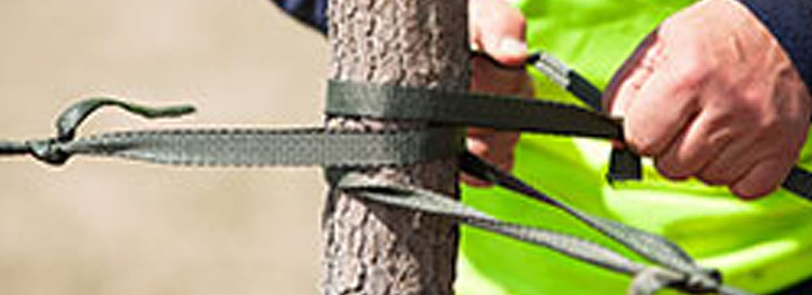 Benefits of Cabling and Bracing Trees