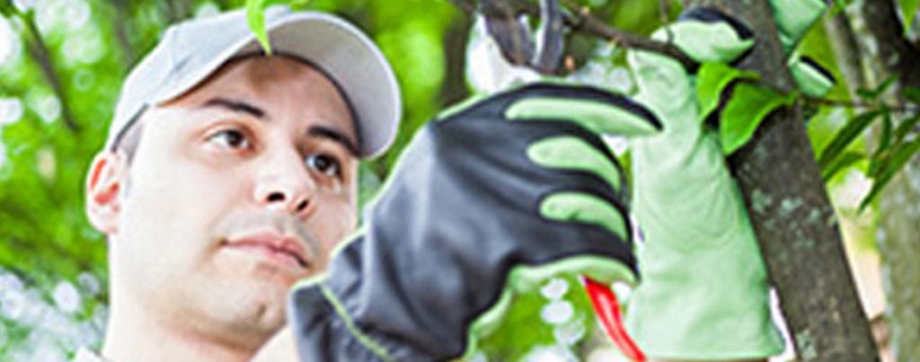Tips to Help Care for Newly Planted Trees