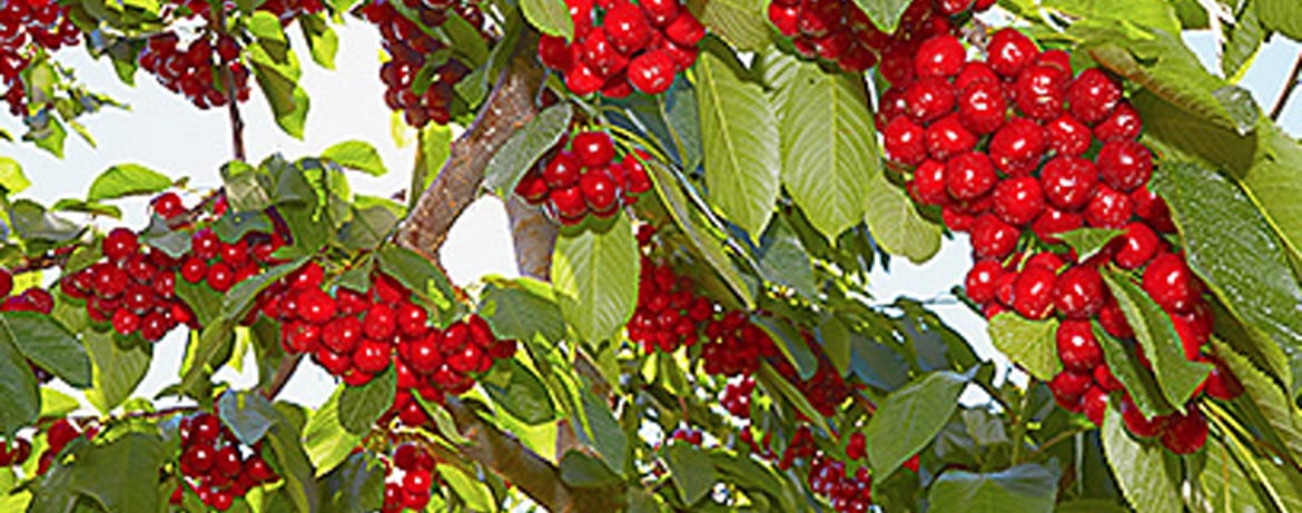 how to plant and care for cherry trees