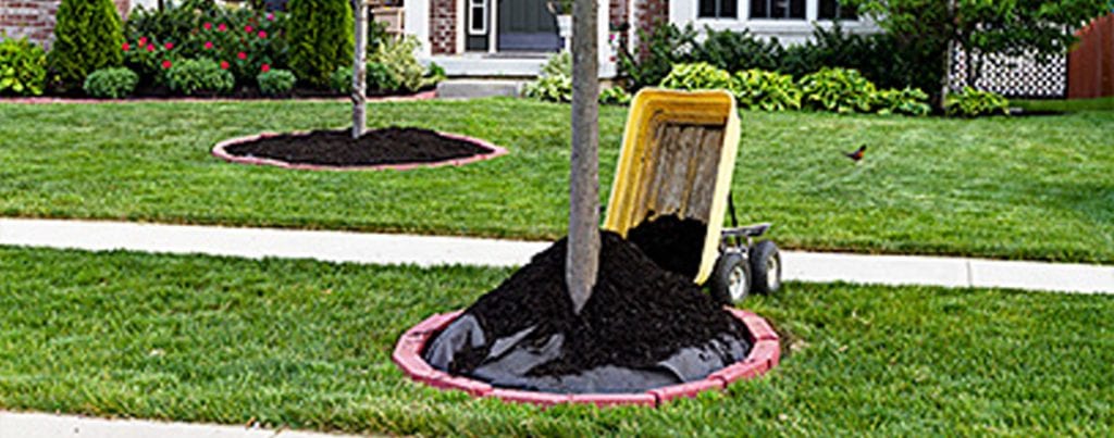 Tips for Properly Mulching Your Trees - Dreamworks Tree Services