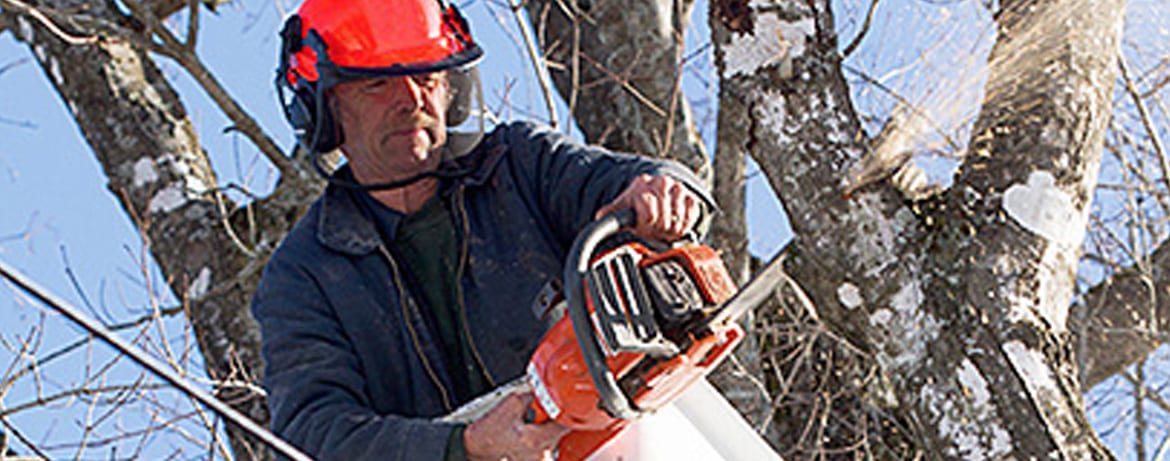 Tree Trimming and Other Tree Services in Port Perry
