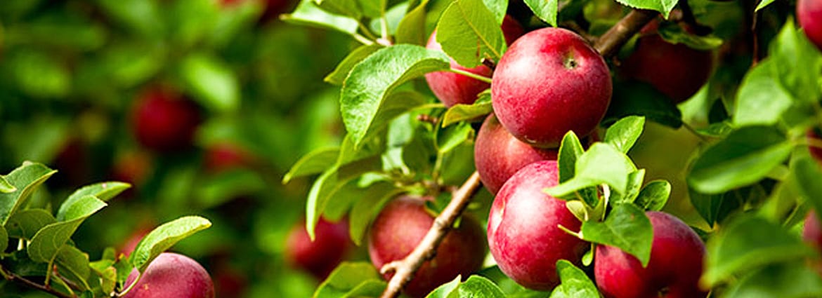 How to Successfully Plant Fruit Trees on Your Property