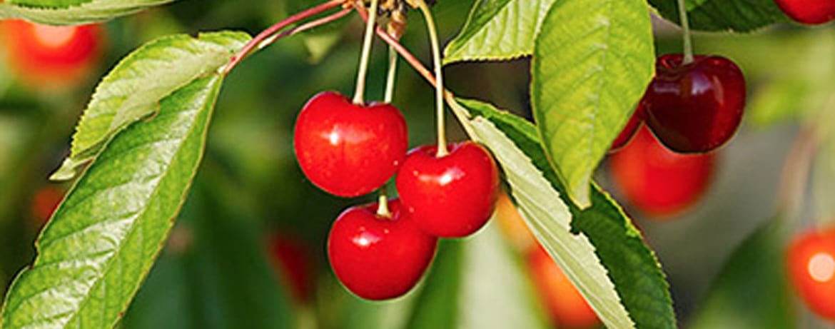Expert Tree Planting Plus Seasonal Care and Maintenance for Fruit Trees