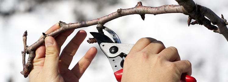 7 Steps to Prepare Your Trees for Winter