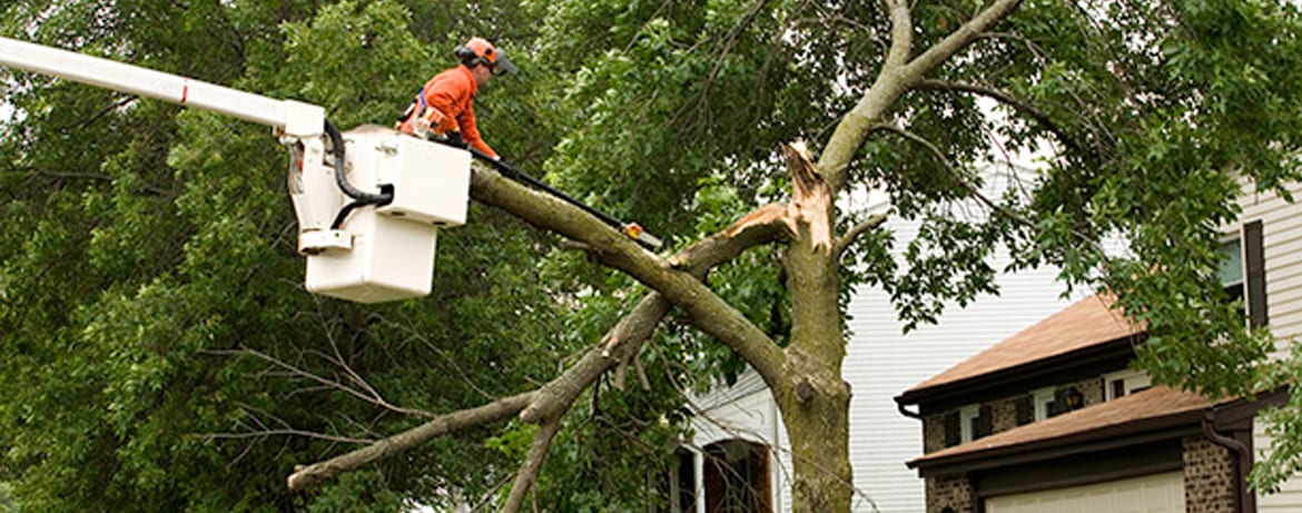 Focus on Tree Care