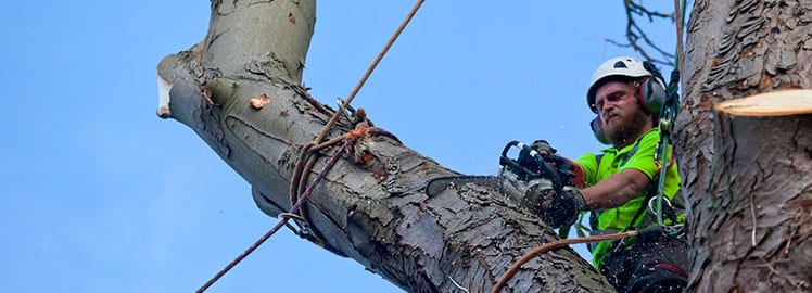 Using Tree Care Services to Plan Ahead for Spring