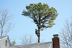 Tree Care Services