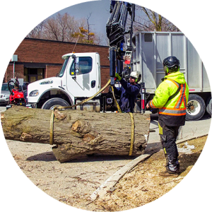 Tree Care Services in the GTA | DreamWorks Tree Services
