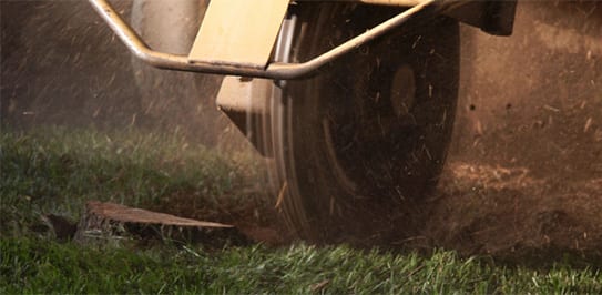 stump grinding toronto