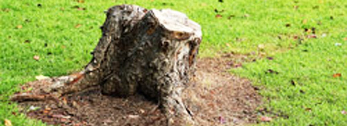 Tree Stump Removal