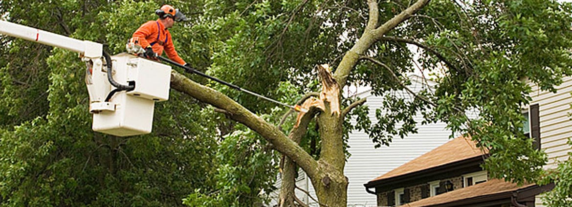 Bucket Truck Service for Efficient Tree Removal