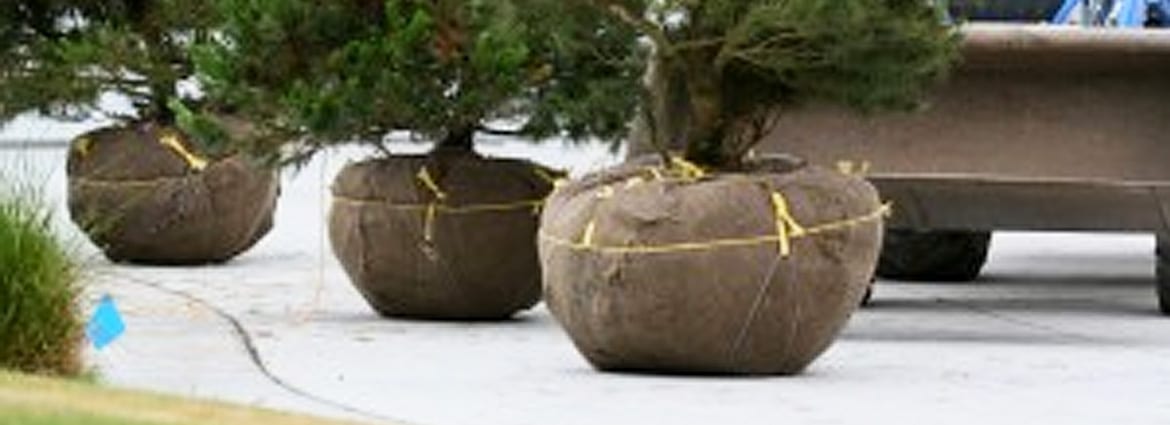 Burlap Wrap Is An Inexpensive Method For Winter Tree Care