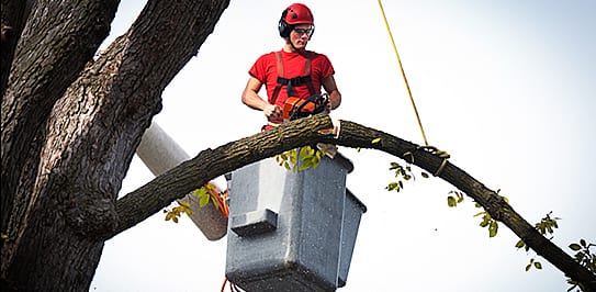 complete tree services