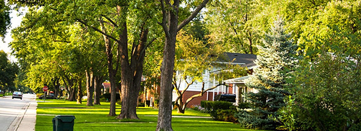 Determining The Cause of White Fuzz On Trees