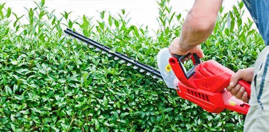 tree pruning Toronto