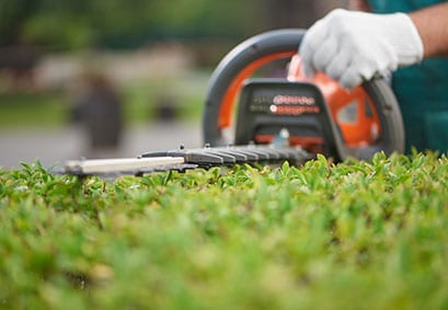 hedge trimming & shrub care