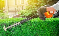 Hedge Trimming/Shrub Care