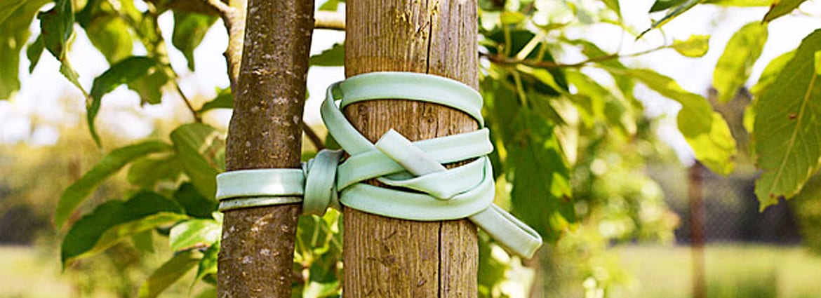 Protect Trees from Damage with Cabling & Bracing