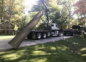 Tree Care Services in Ontario | DreamWorks