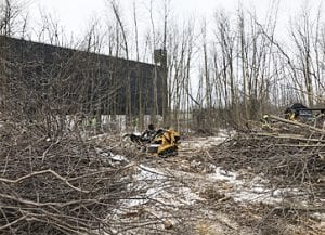 Tree Care Services in Ontario | DreamWorks