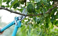 Spur-Free Pruning