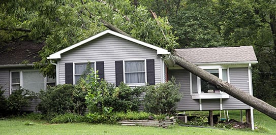 emergency tree service