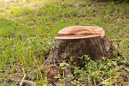 toronto tree stump removal
