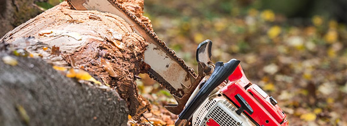 Things to Consider When Removing Trees from A Building Site