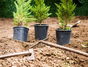 Tree planting