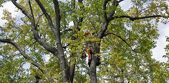 tree pruning services