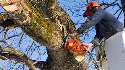 tree pruning services