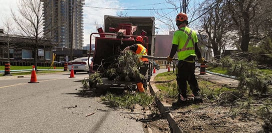 Tree Cutting Service