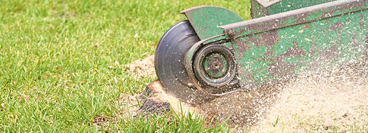 Why Tree Stump Removal is a Good Idea