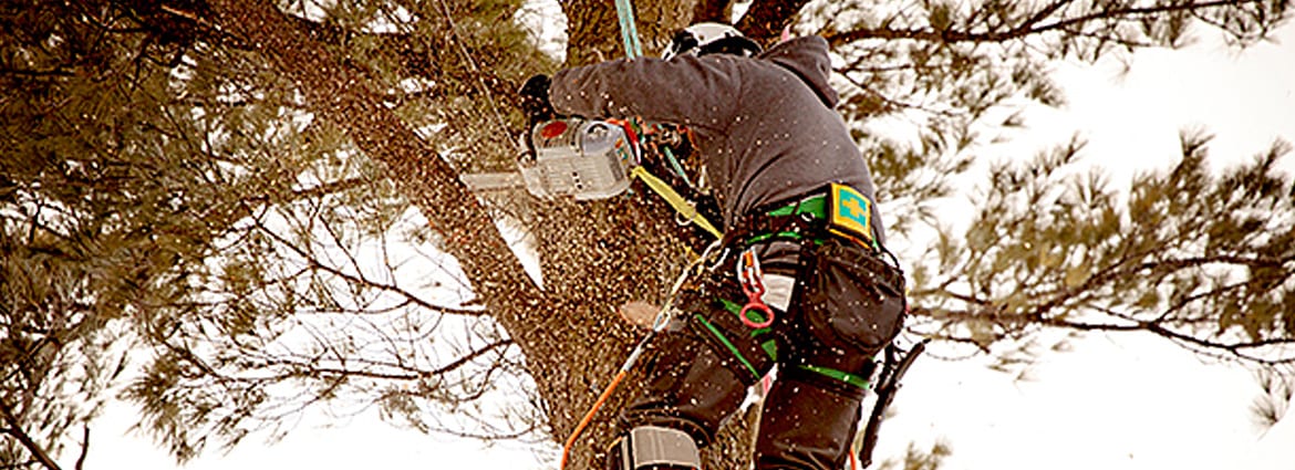 Professional Tree Removal & Cutting in Toronto