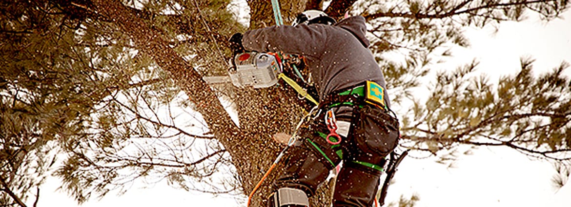 Tree Removal Scarborough