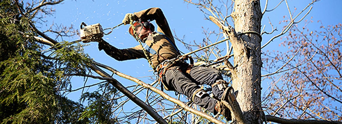 Tree Removal Pickering