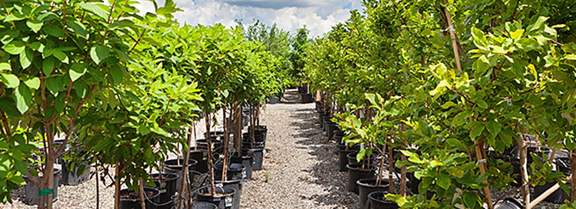 Tree Planting Services in Newmarket, Toronto & the GTA
