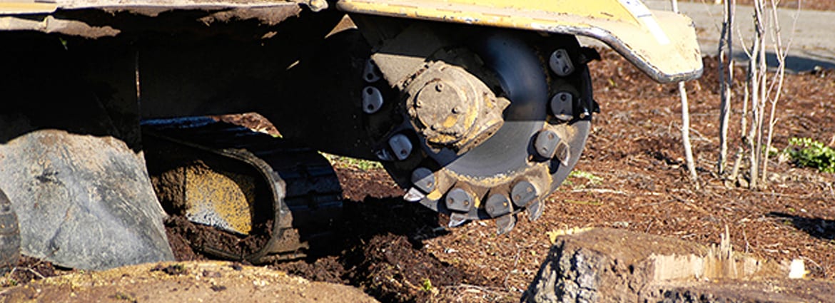 Stump Grinding is the Safest Tree Stump Removal Method