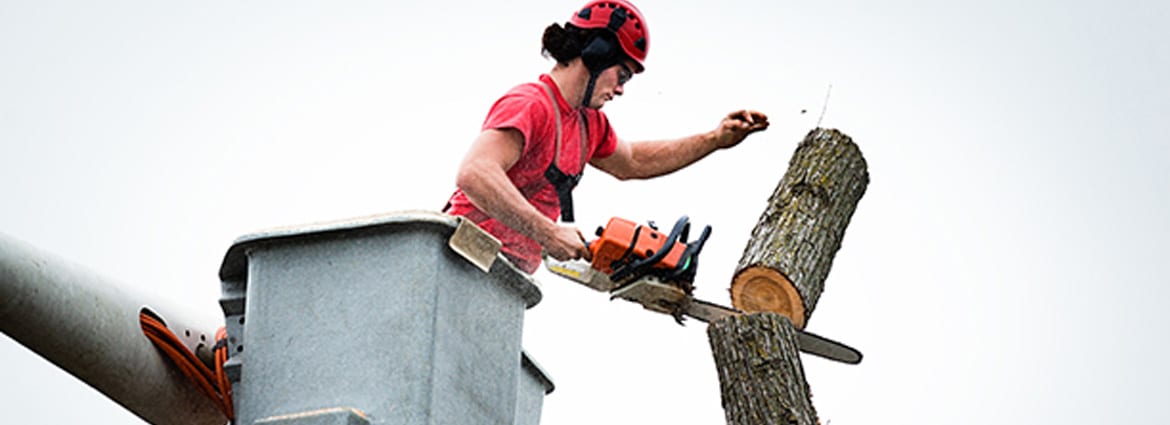 Tree Removal Services