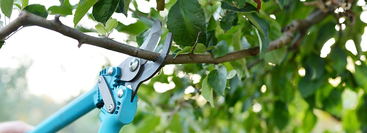 Determining the Average Cost of Using Tree Pruning Services