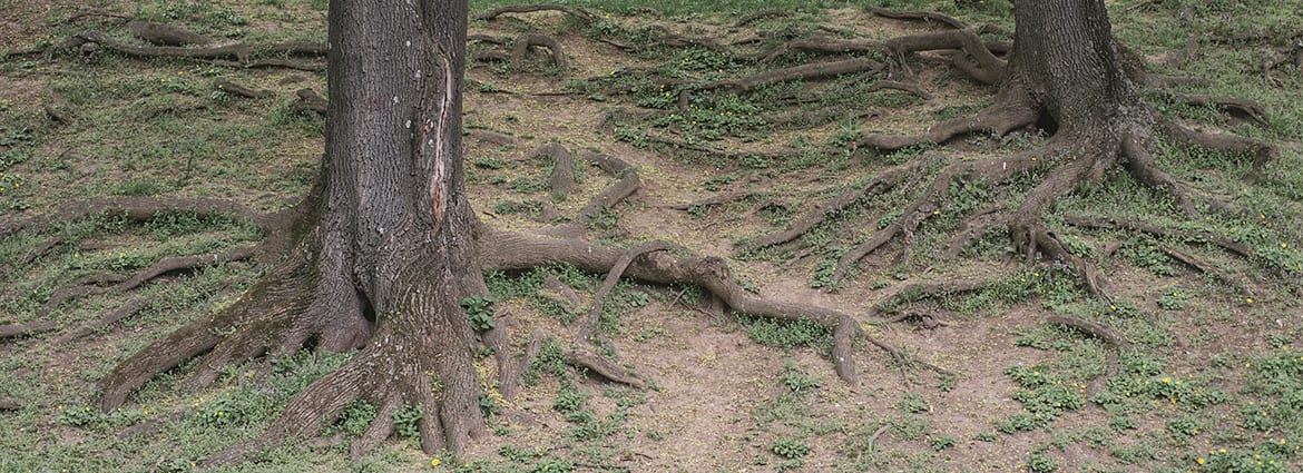 How to Safely Cut Tree Roots