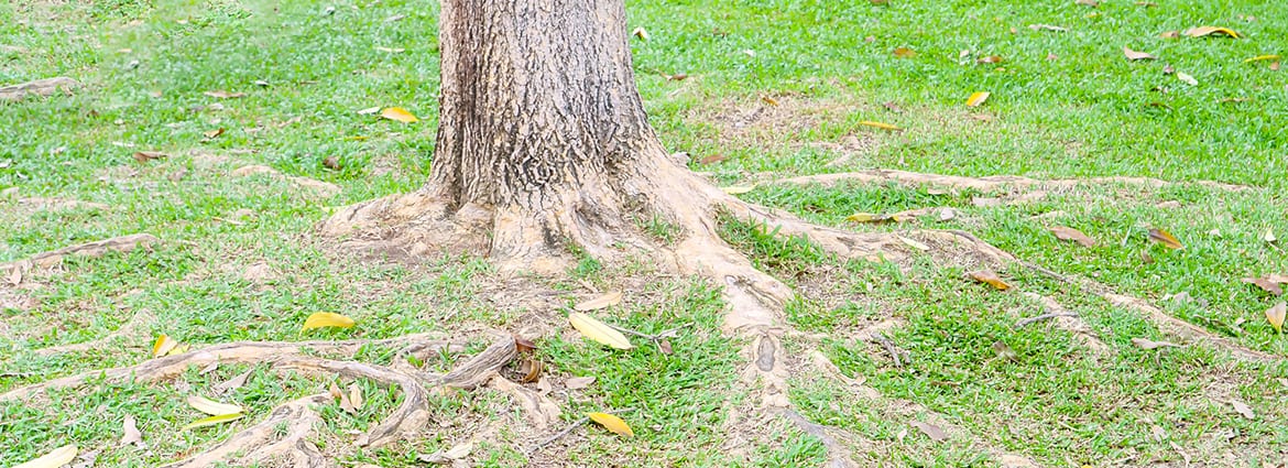 How to Safely Cut Tree Roots