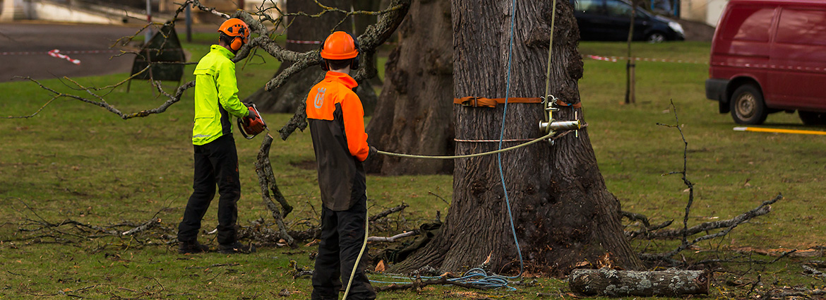 Questions to Ask Before Opting for Tree Removal