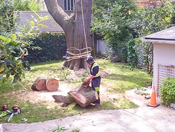 Residential Tree Service