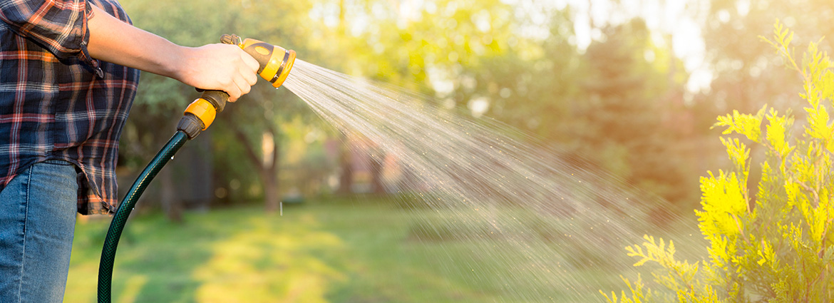 When Should You Water Your Trees in Fall?